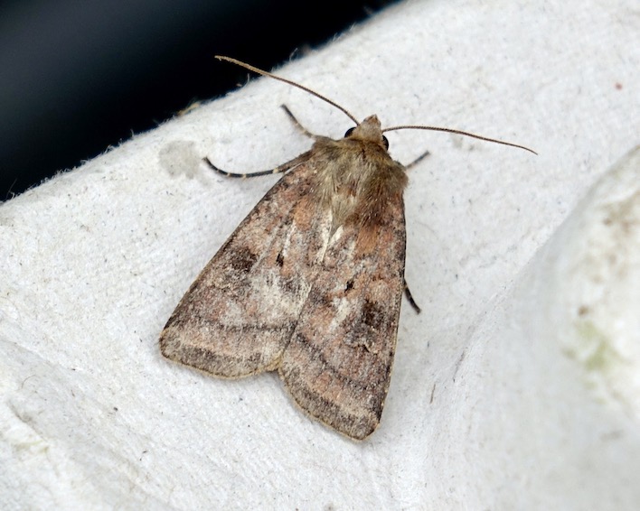 small square-spot
